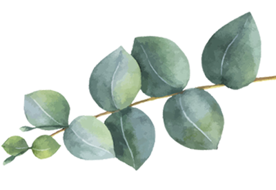 Eucalyptus_fra_siden